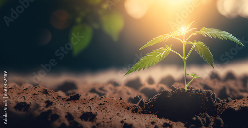 Young plant Bush marijuana cannabis on ground, blurred background at sunset. Generation AI