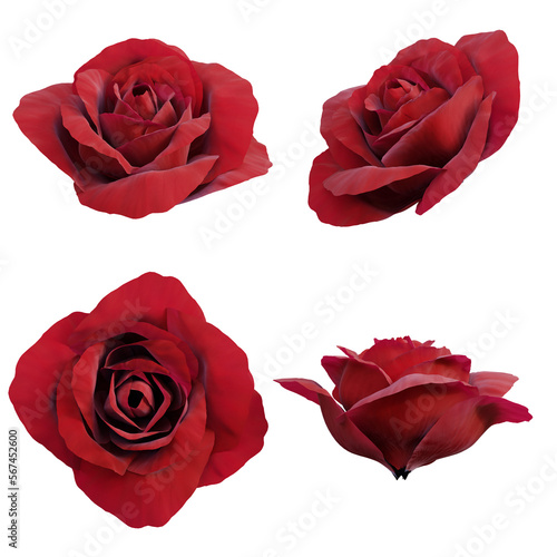 Set of red rose flower buds 3d render isolated

