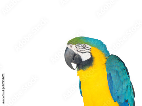 Blue macaw isolated on branch