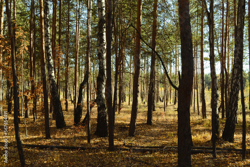 Dense thicket with many trees in the autumn forest lit by the sun