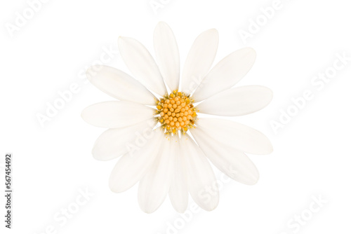 Close up of a white daisy flower isolated on transparent background, png filr photo