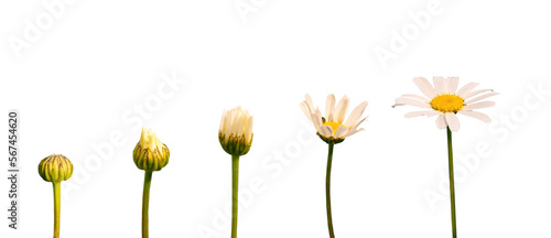 Fotografija Growing blooming daisy isolated on transparent background, life, growth, develop