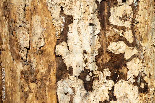 Texture of old tree trunk without bark photo