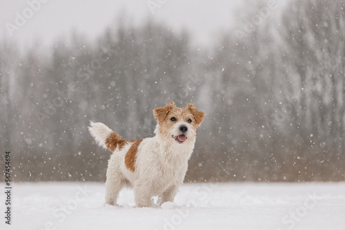 Fototapeta Naklejka Na Ścianę i Meble -  Wet dog stands in the forest in winter. Wirehaired Jack Russell Terrier in the park for a walk. Snow is falling against the background of the animal. New Year concept