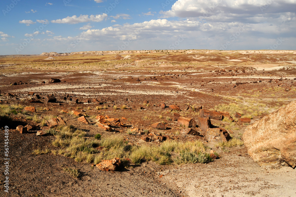 Naklejka premium Petrified Forest Arizona