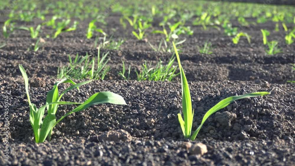 farming and growing corn in the land made from black volcanic lava and farmer hand arranging the soil - eco sustainable and organic farming - save the Planet concept against climate change in nature farming and growing corn in the land made from black volcanic lava and farmer hand arranging the soil - eco sustainable and organic farming - save the Planet concept against climate change in nature