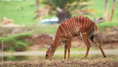 Little antelopes or gazelle with striped markings grazing looking for food in the middle of the field in the Tanzania National Park.