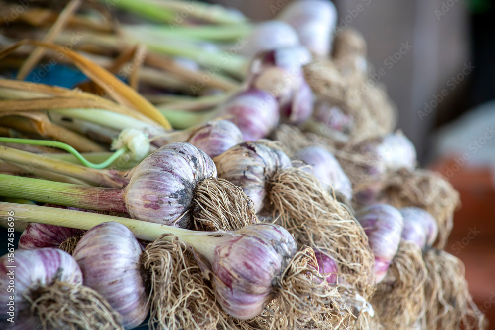 Macro photo of an edible garlic bulb. Texture background vegetable garlic. Selective photo. Macro photo of an edible garlic bulb. Texture background vegetable garlic. Selective photo.