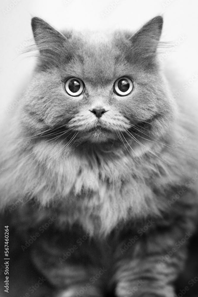 Black and white portrait of a fluffy cat.