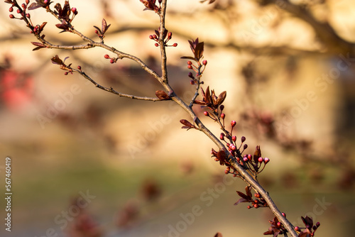 The fruits blossom in spring. © photokrle
