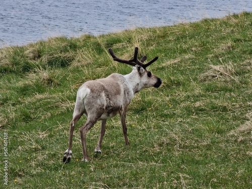 Reindeer on the meadow