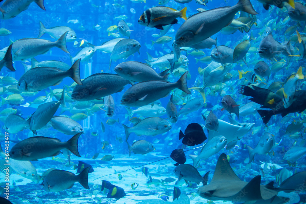 Obraz premium underwater world. beautiful shoal of sea fish