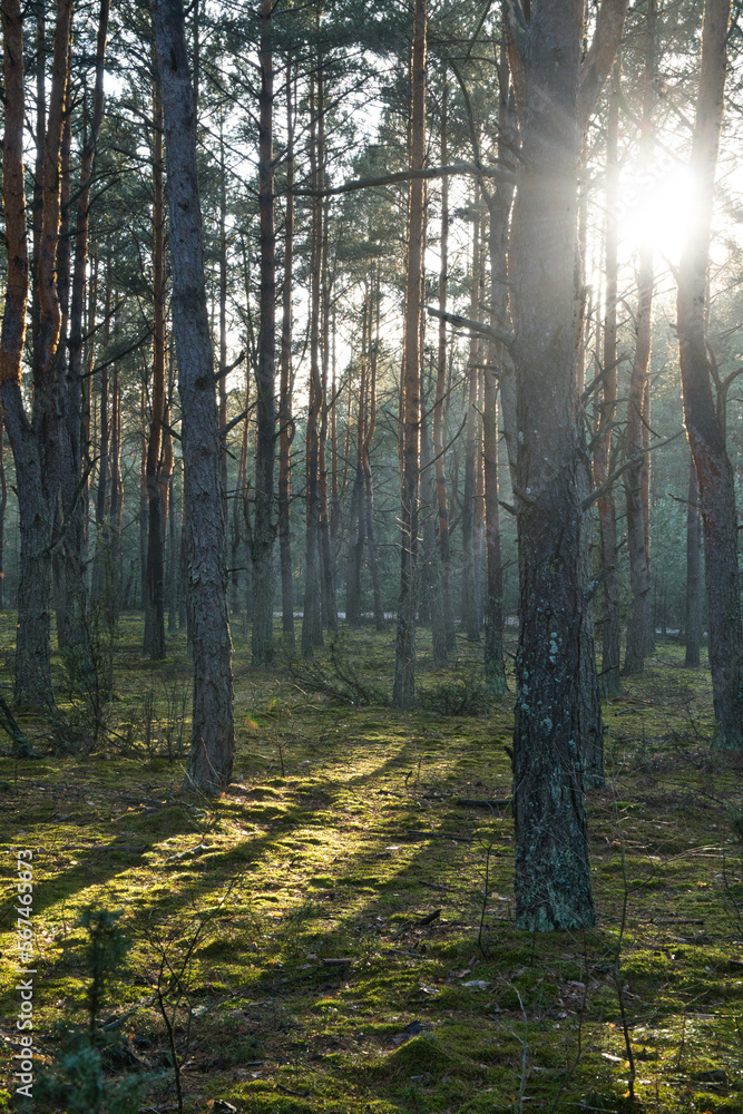 Obraz premium Słoneczny las