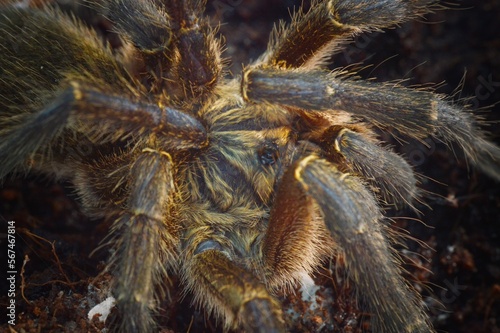 Harpactira pulchripes adult male