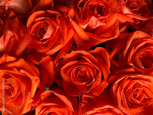 Bouquet of bright orange roses. detail