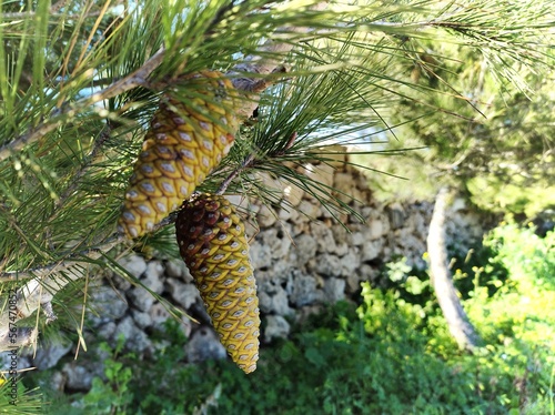 pine cones on a branch