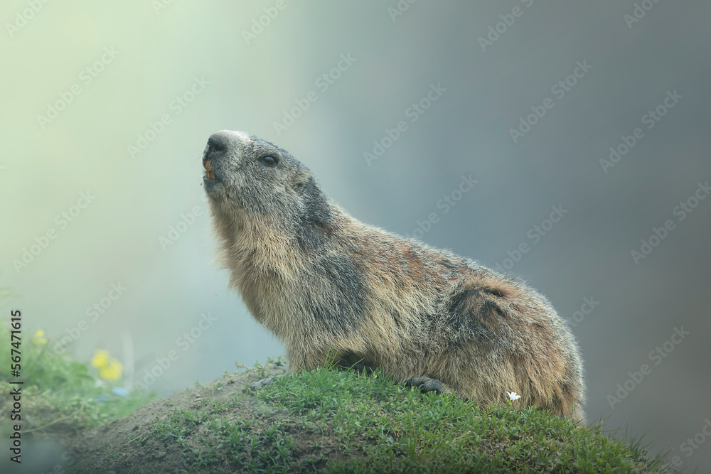 Alpine marmot (Marmota marmota) looking up nearby its burrow in a typical alpine meadow against blurred rocks in the background, Italian Alps, Monviso natural park.