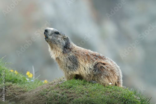 Obraz na płótnie Alpine fluffy marmot (Marmota marmota) posing on the mossy ground looking up with a nice expression, Piedmont Alps, Italy. w salonie