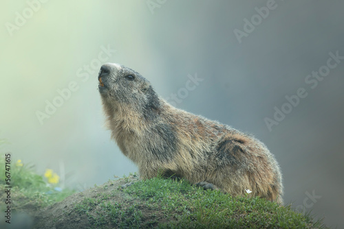 Obraz na płótnie Alpine marmot (Marmota marmota) looking up nearby its burrow in a typical alpine meadow against blurred rocks in the background, Italian Alps, Monviso natural park.
w salonie