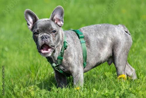 French bulldog with open mouth. Green background.