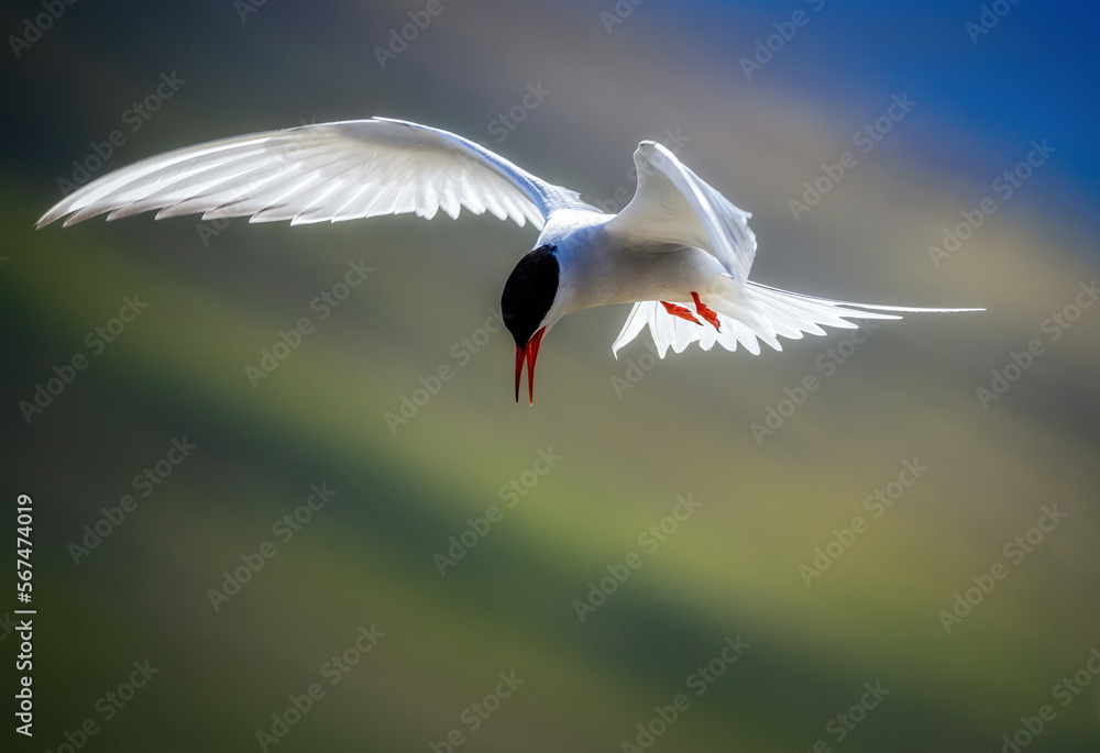 Fototapeta premium Arctic Tern