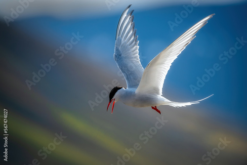Arctic Tern