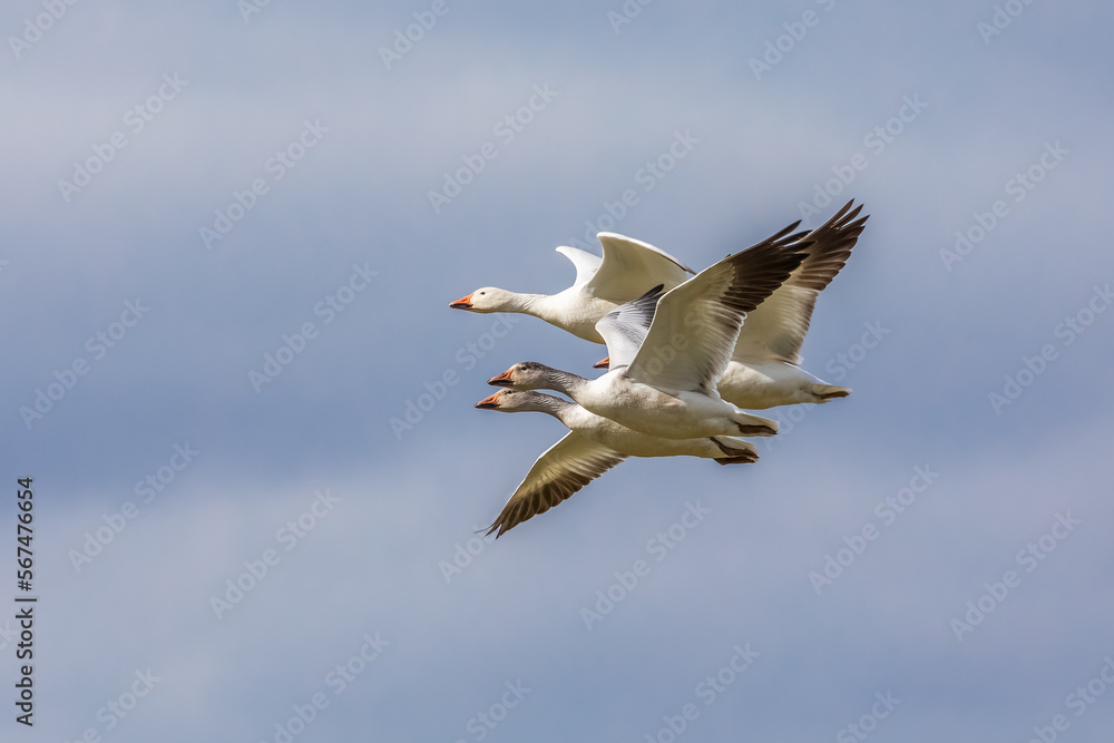 Four snow geese in flight Four snow geese in flight