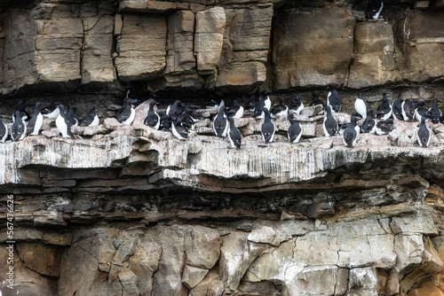  Thick-billed Murres on Cliff