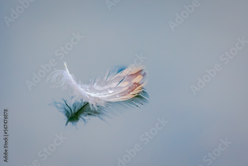 Single feather floating on calm blue water with reflection