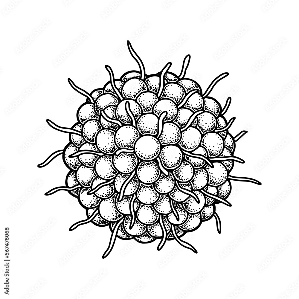 Hand drawn varicella zoster virus isolated on white background ...