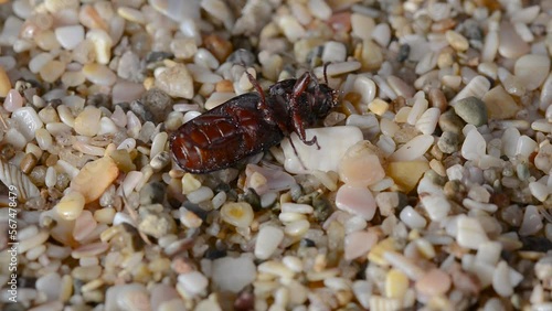 an insect upside down on the sand photo