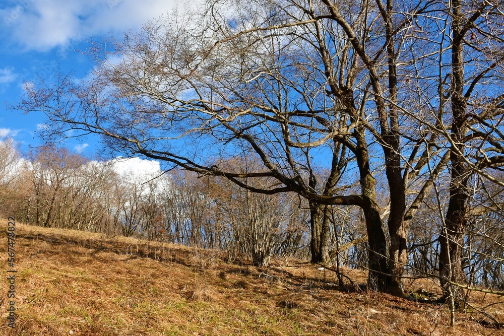 Meadow with dry grass with a oak (Quercus) tree bellow Sveta Trojica Meadow with dry grass with a oak (Quercus) tree bellow Sveta Trojica