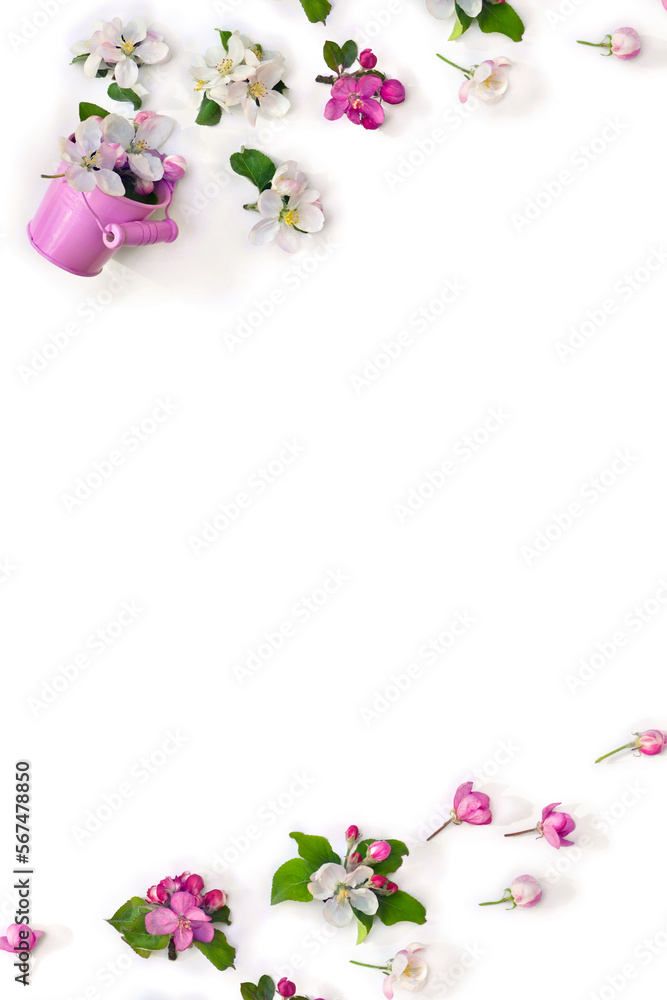 White pink flowers apple tree in small pink bucket on a white background with space for text. Spring decoration.Top view, flat lay