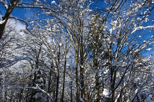 Beech temperate, deciduous, broadleaf forest covered in snow