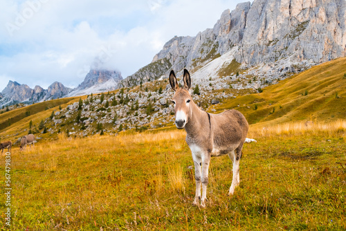 A funny donkey at sunset on Passo Giau slope covered with clouds.
