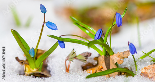 closeup small blue snowdrop flowers push through a snow, beautiful spring natural background