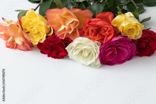 Border of colourful roses on a white backdrop. Valentine   s Day backdrop 