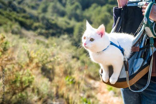a white cat in a harness and on a leash sits in a backpack during a trip in the mountains