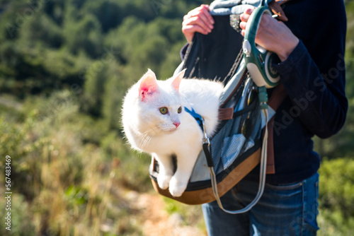 a white cat in a harness and on a leash sits in a backpack during a trip in the mountains