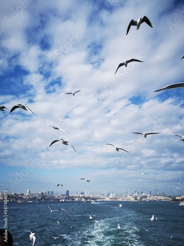 seagulls on the sea