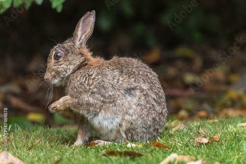 bunny rabbit on the grass cleaning itself in the uk in the summer © Digital Nature 
