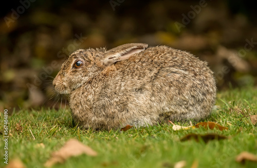 bunny rabbit sitting on the grass looking cute in the uk in the summer