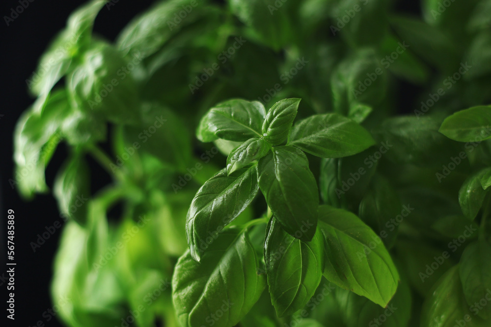A bunch of basil in low key A bunch of basil in low key
