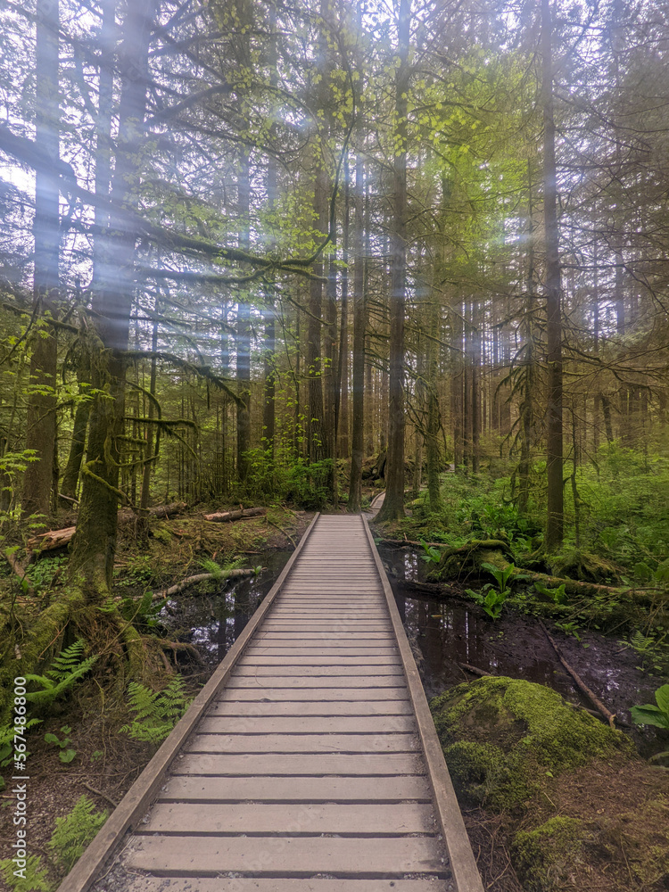 Boardwalk section of trail in the temperate rainforest
