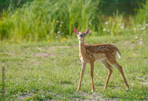 Spring white tailed deer fawn in grass