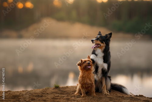 Canvas Print Dogs on the sandy beach at dawn