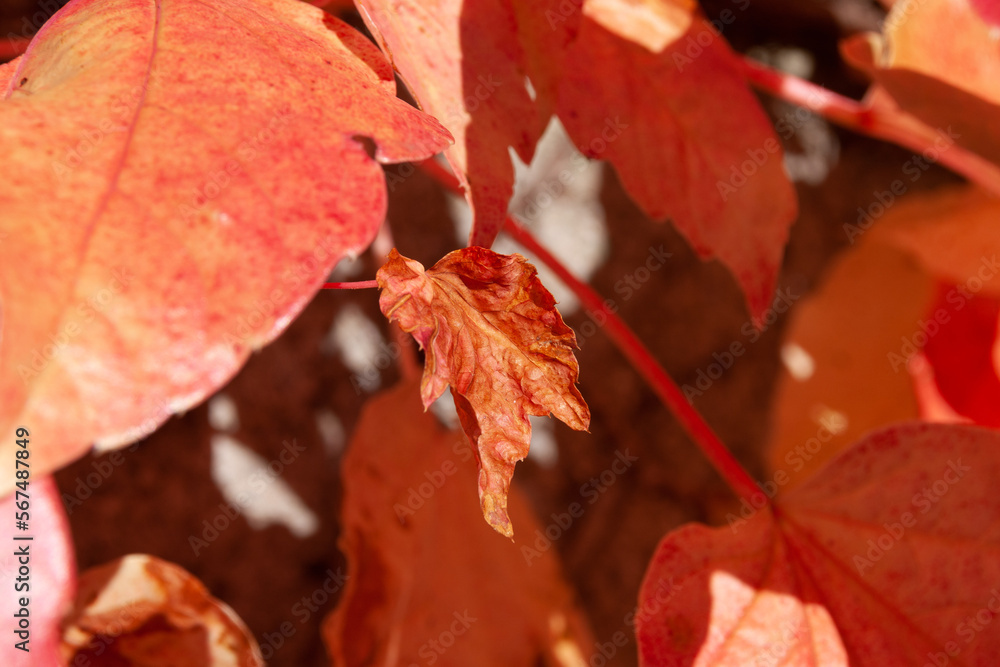 Obraz premium Efeu im Herbst