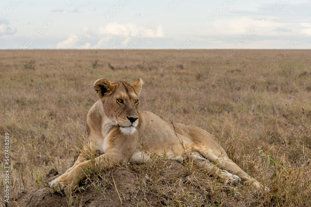 Wild lioness in the Serengeti National Park in the heart of Africa Wild lioness in the Serengeti National Park in the heart of Africa