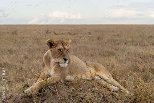 Wild lioness in the Serengeti National Park in the heart of Africa