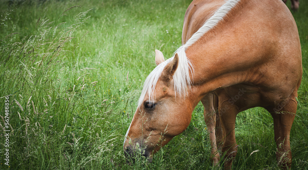 Naklejka premium horse in the meadow